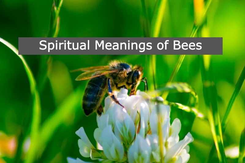 Spiritual Meanings of Bees Land On You, Follow You, And Fly Around You