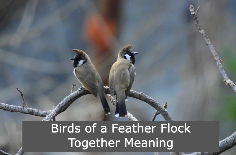 Birds of a Feather Flock Together Meaning