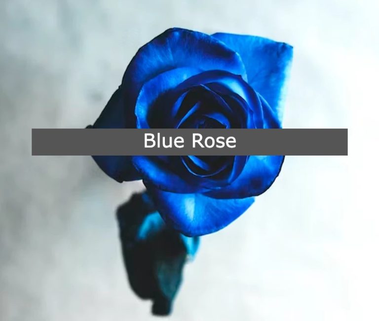 A Blue Rose Meaning Not For Romantic Relationship But As a Gift to Someone You Care About