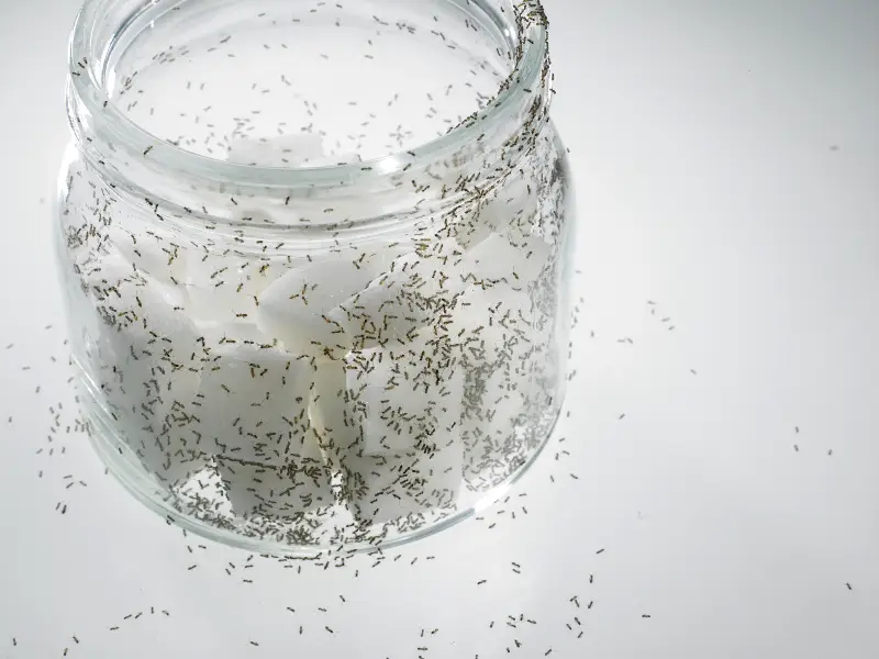 How To Get Rid of Sugar Ants in Your Bathroom
