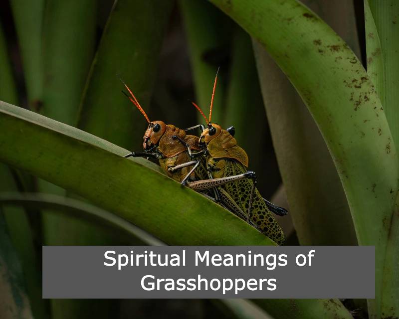 Spiritual Meanings of Grasshoppers