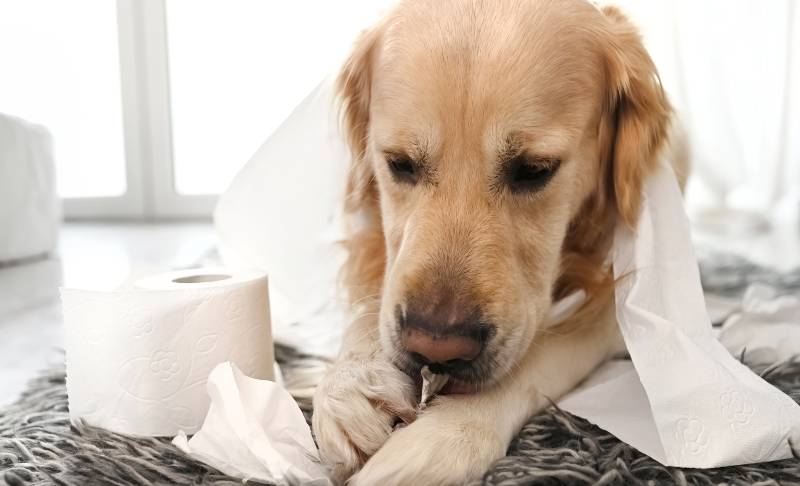 Dog Eat Paper