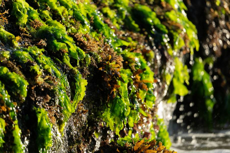Sea Moss