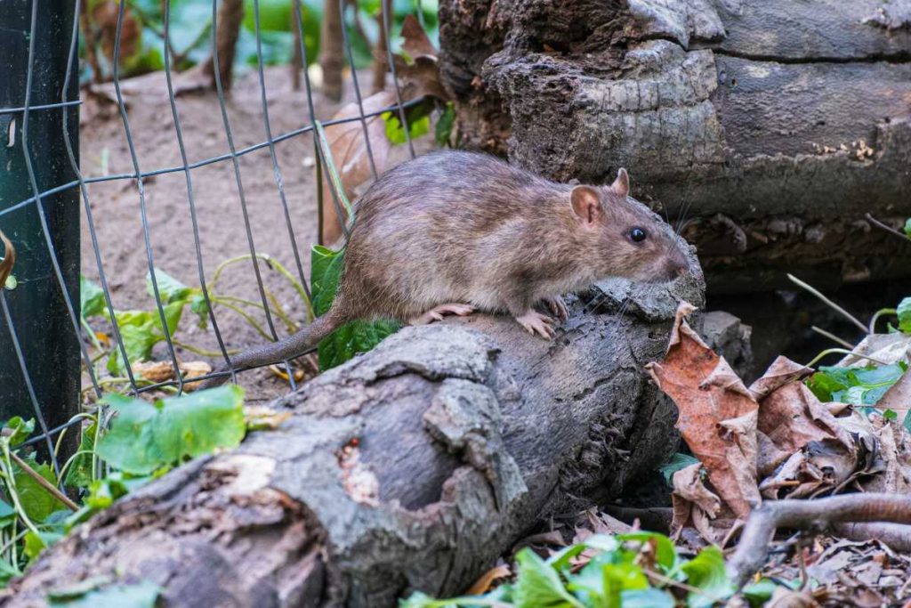 A rodent