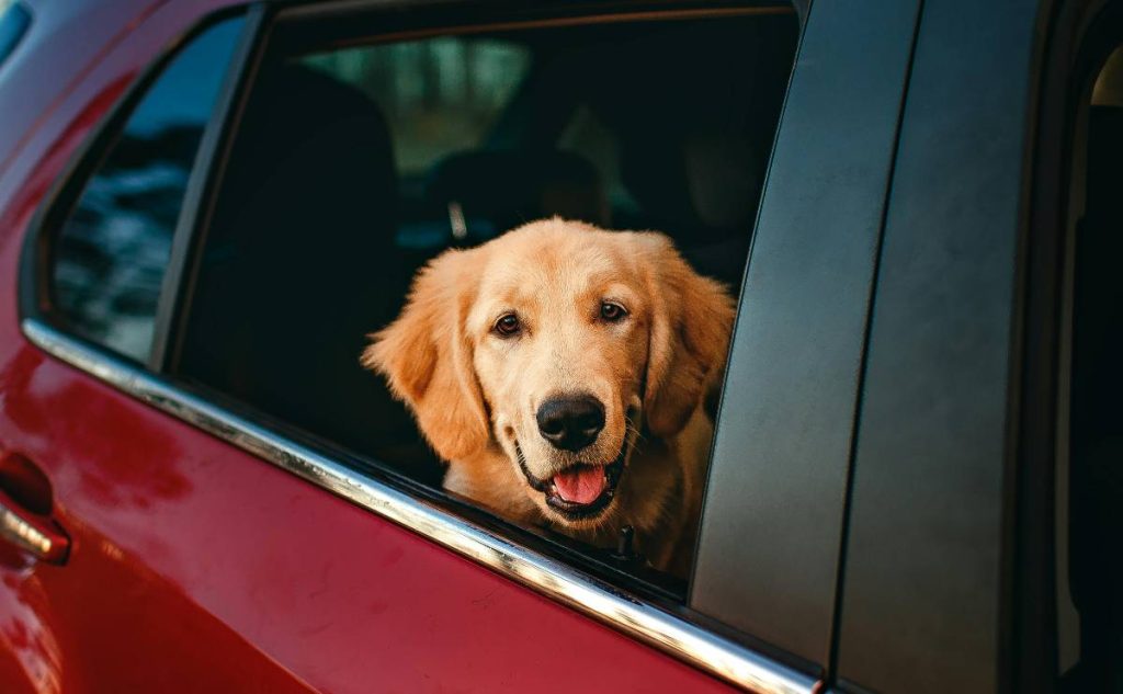 a dog in a car