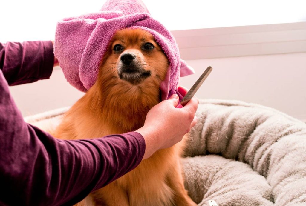 dog Groom